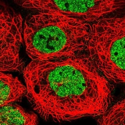 PYURF Antibody, Novus Biologicals 0.1mL; Unlabeled:Antibodies, Polyclonal